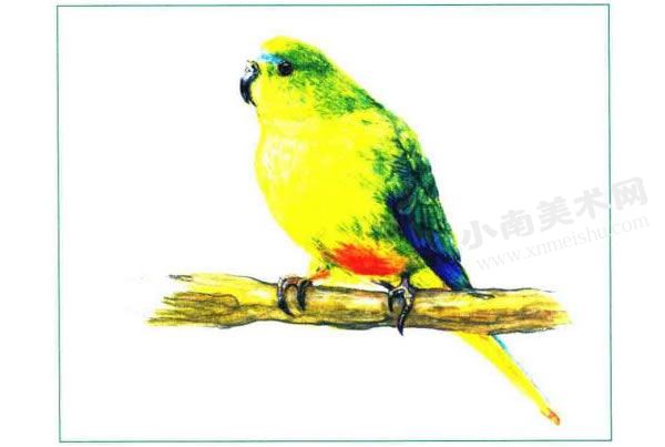 纽澳鹦鹉彩色铅笔画创作步骤图示04