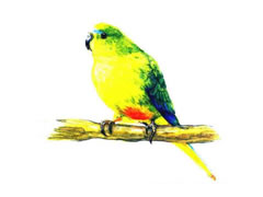纽澳鹦鹉彩色铅笔画创作步骤图示