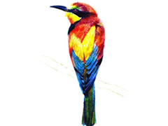 蜂虎鸟彩色铅笔画创作步骤图示