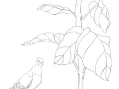 向日葵和鸽子白描画法步骤图示