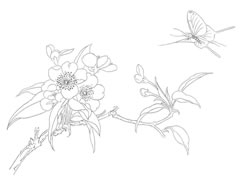桃花和蝴蝶白描的画法步骤图示