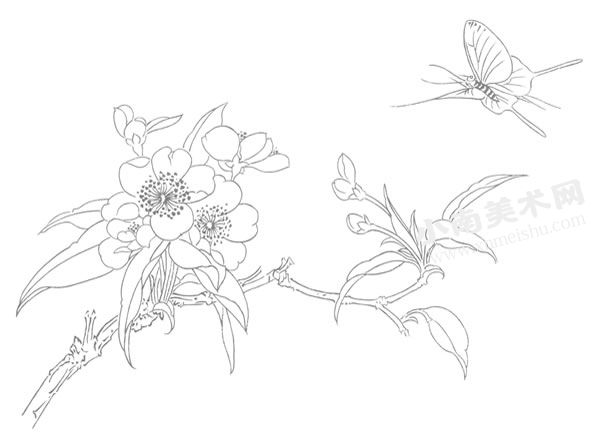 桃花和蝴蝶白描的画法步骤图示04