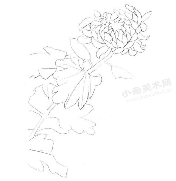 菊花的白描画法作画步骤图示01