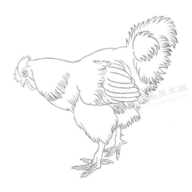鸡的白描画法作品高清大图01