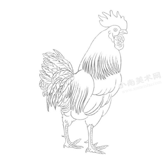 鸡的白描画法作品高清大图02