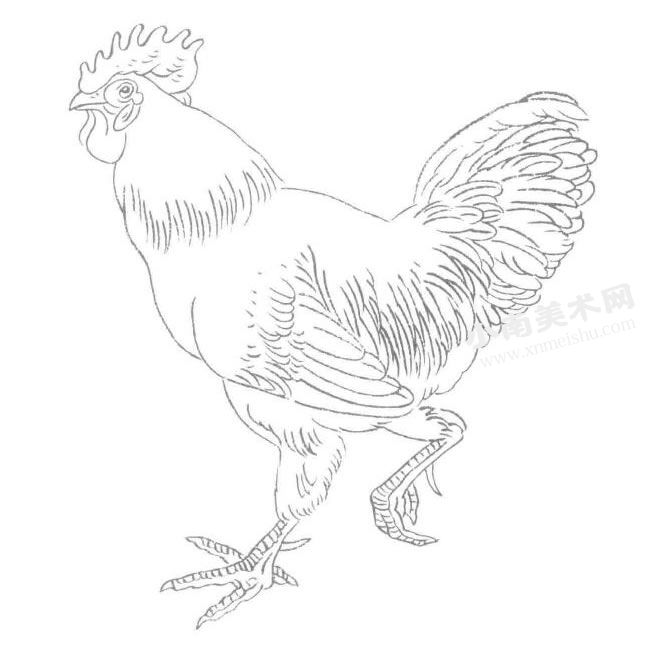 鸡的白描画法作品高清大图03