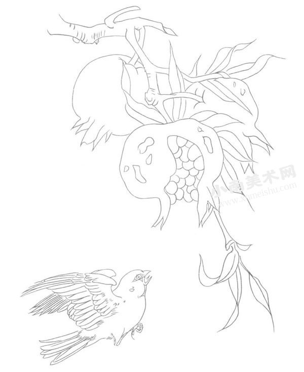 石榴和鸟的组合白描画法步骤图示05