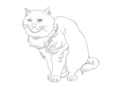 猫的白描画法作品赏析