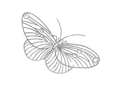 蝴蝶的白描画法作品赏析