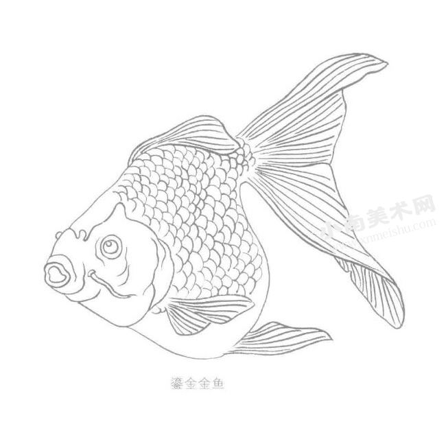 金鱼的白描画法作品高清大图02