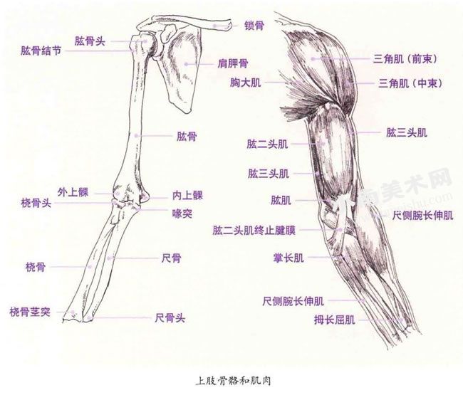 人物上肢的结构图