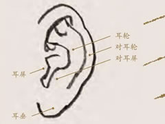 人物速写耳朵的结构与表现要点