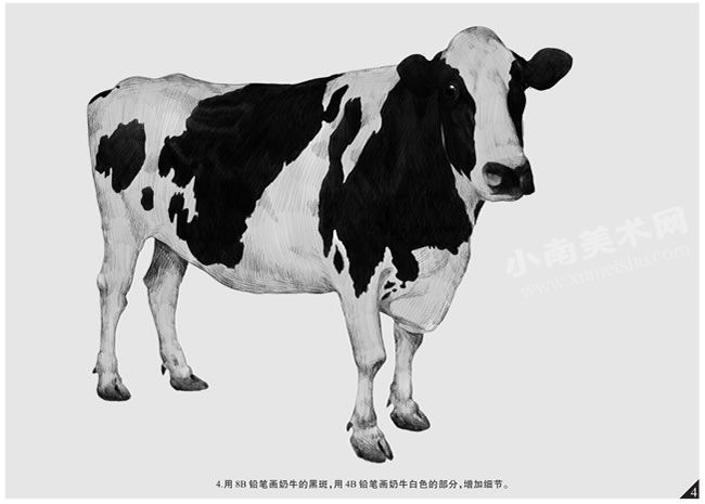 奶牛的素描画法步骤图示04