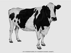 【动物素描】奶牛的素描画法步骤图示