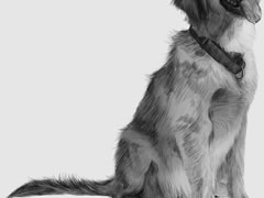 【动物素描】金毛犬的素描画法步骤图示