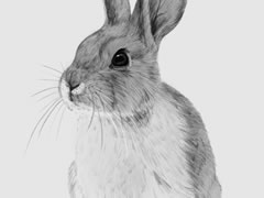 【动物素描】兔子的素描画法步骤图示