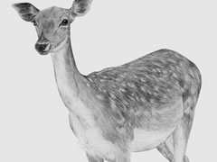 【动物素描】梅花鹿的素描画法步骤图示