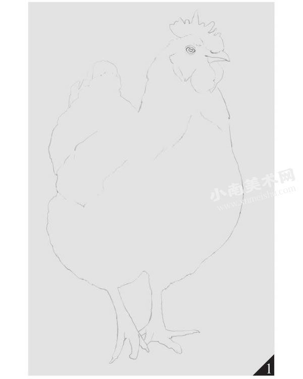 母鸡的素描画法步骤图示01