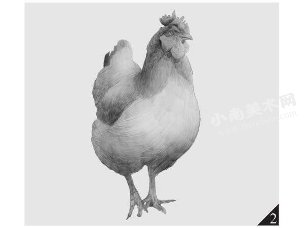 母鸡的素描画法步骤图示02