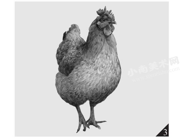母鸡的素描画法步骤图示03
