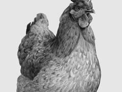 【动物素描】母鸡的素描画法步骤图示