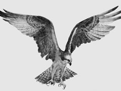 【动物素描】老鹰的素描画法步骤图示