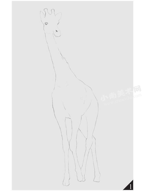 长颈鹿的素描画法步骤图示01