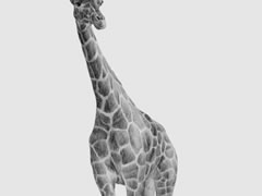 【动物素描】长颈鹿的素描画法步骤图示