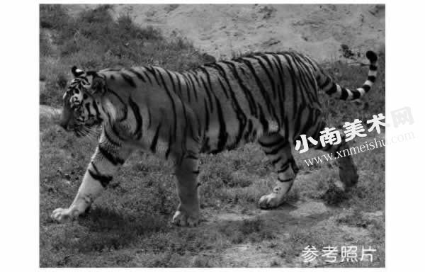 老虎的参考照片