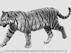 【动物素描】老虎的素描绘制步骤图示