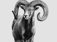 【动物素描】岩羊的素描画法步骤图示