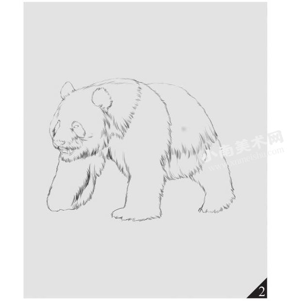 大熊猫的素描画法步骤图示02