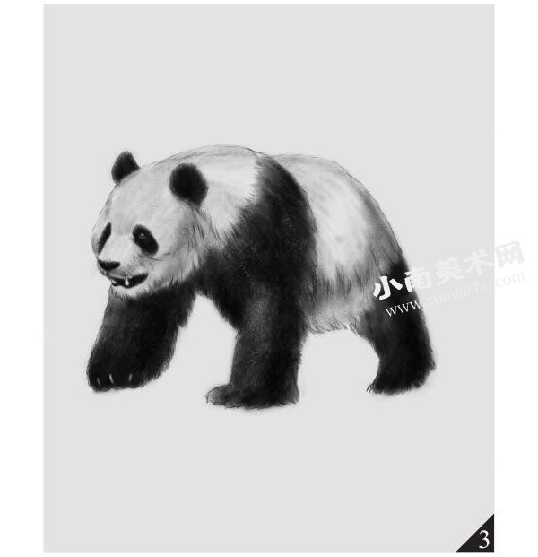 大熊猫的素描画法步骤图示03