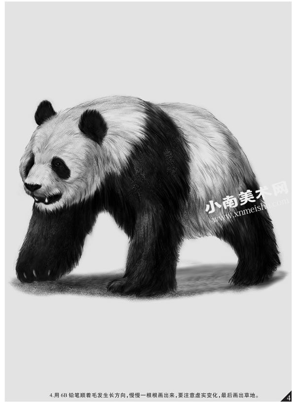 大熊猫的素描画法步骤图示04