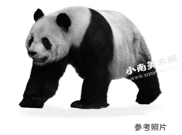 大熊猫的参考照片