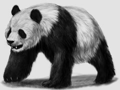 【动物素描】大熊猫的素描画法步骤图示