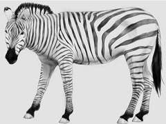 【动物素描】斑马的素描绘制步骤图示
