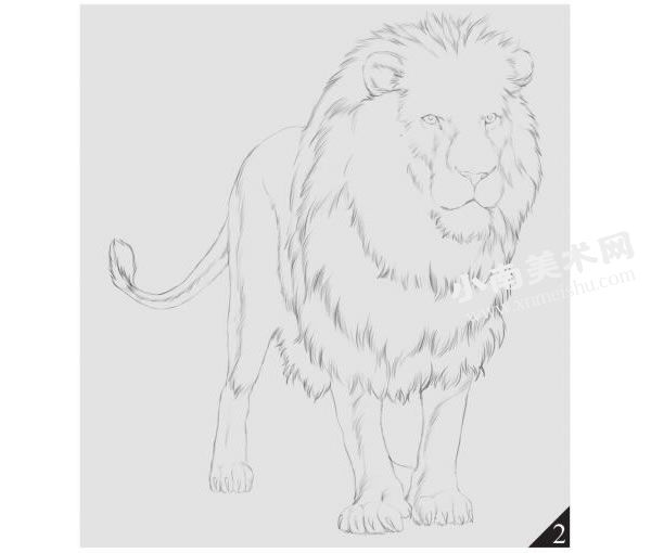 雄狮的素描画法步骤图示02