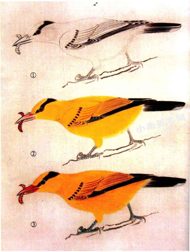 黄鹂鸟工笔画绘制步骤图示