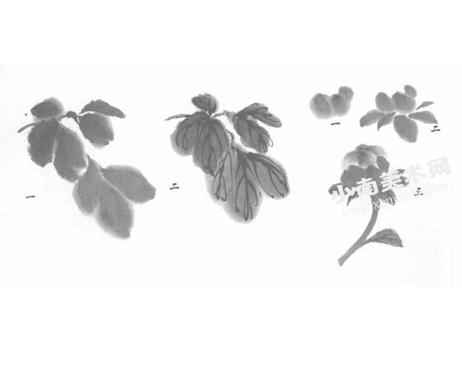 牡丹的写意画法（叶和花苞画法）步骤图示