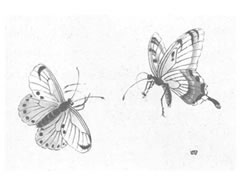 蝴蝶的工笔画法步骤图示范例