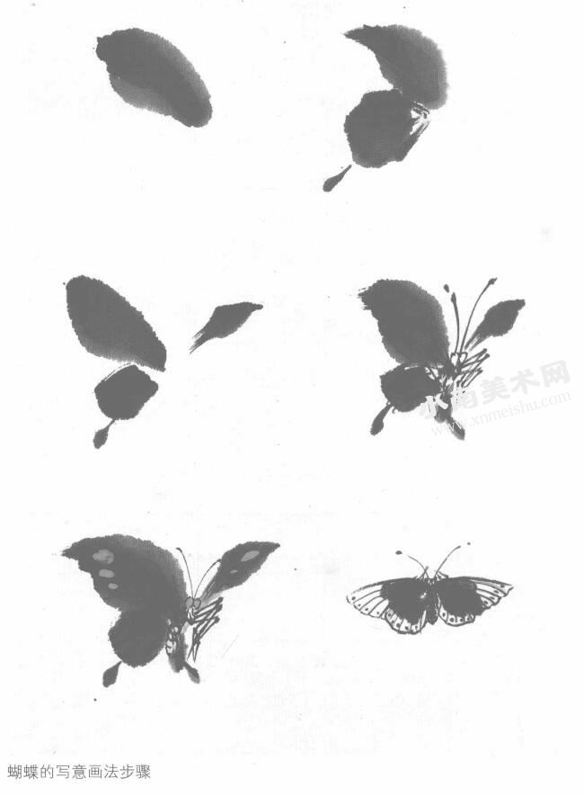 蝴蝶的写意画法步骤图示范例