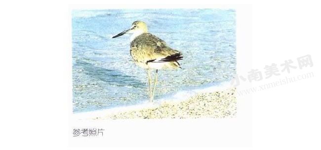 大滨鸟参考照片