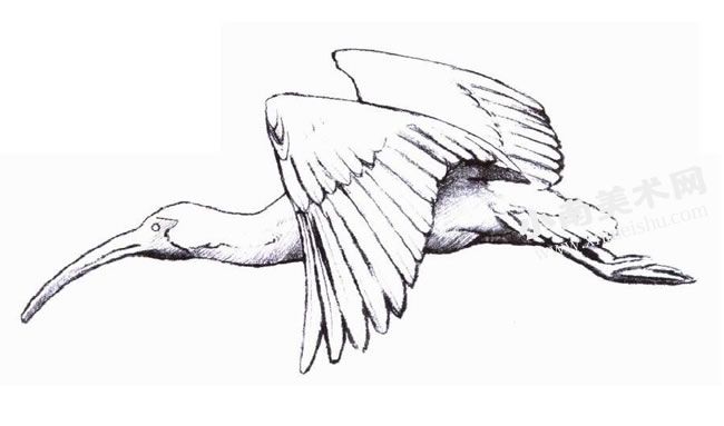 飞翔中的白朱鹭油画绘制步骤图示01