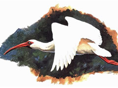 飞翔中的白朱鹭油画绘制步骤图示