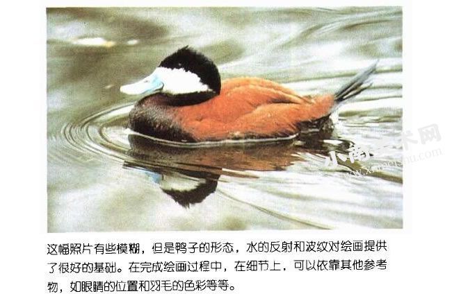 水中的红鸭参考照片