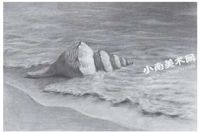沙滩上的海螺素描画法步骤图示08