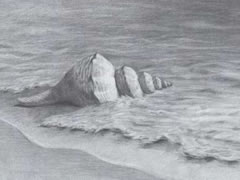 【风景素描】沙滩上的海螺素描画法步骤图示