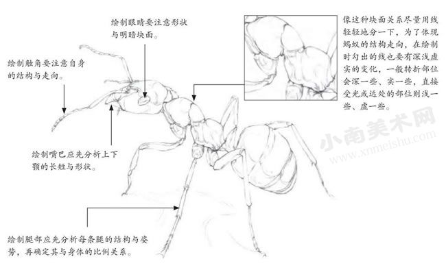 蚂蚁的素描画法步骤图示02