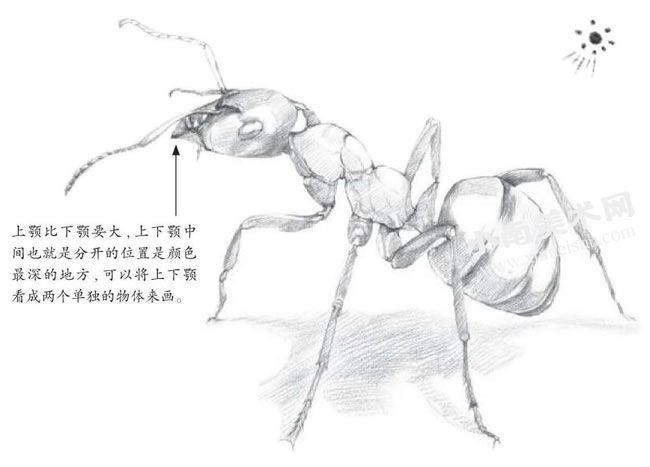 蚂蚁的素描画法步骤图示03